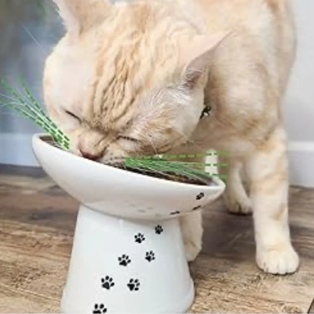 Raised Tilted Ergonomic Cat Feeder Bowl White